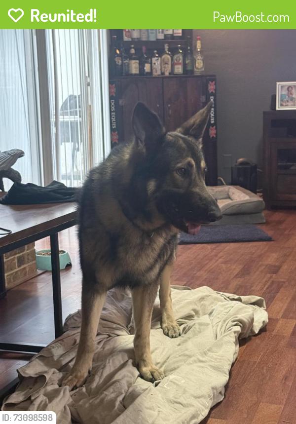Reunited Male Dog last seen Near Melrose street Garland tx, Garland, TX 75042