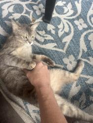 Found/Stray Unknown Cat last seen Clarksville pike, Nashville, TN 37218
