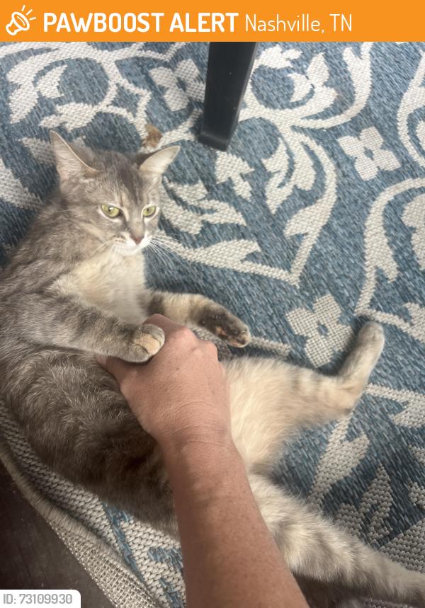 Found/Stray Unknown Cat last seen Clarksville pike, Nashville, TN 37218