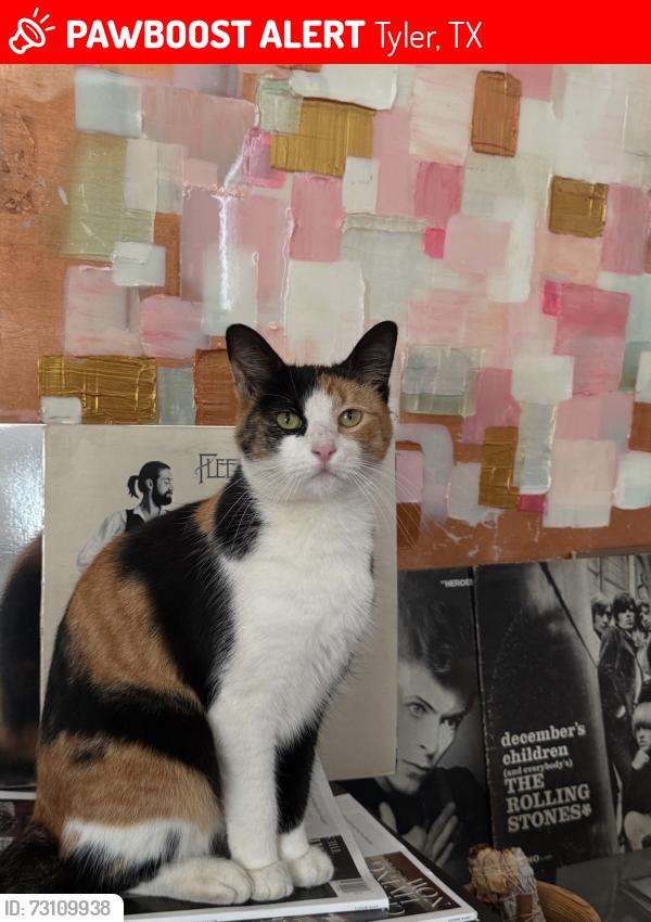 Lost Female Cat last seen Sunnybrook dr, Tyler, TX 75701