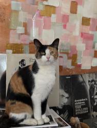 Lost Female Cat last seen Sunnybrook dr, Tyler, TX 75701