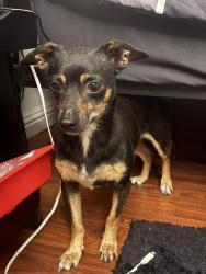 Found/Stray Female Dog last seen Claudia dr, San Jose, CA 95127