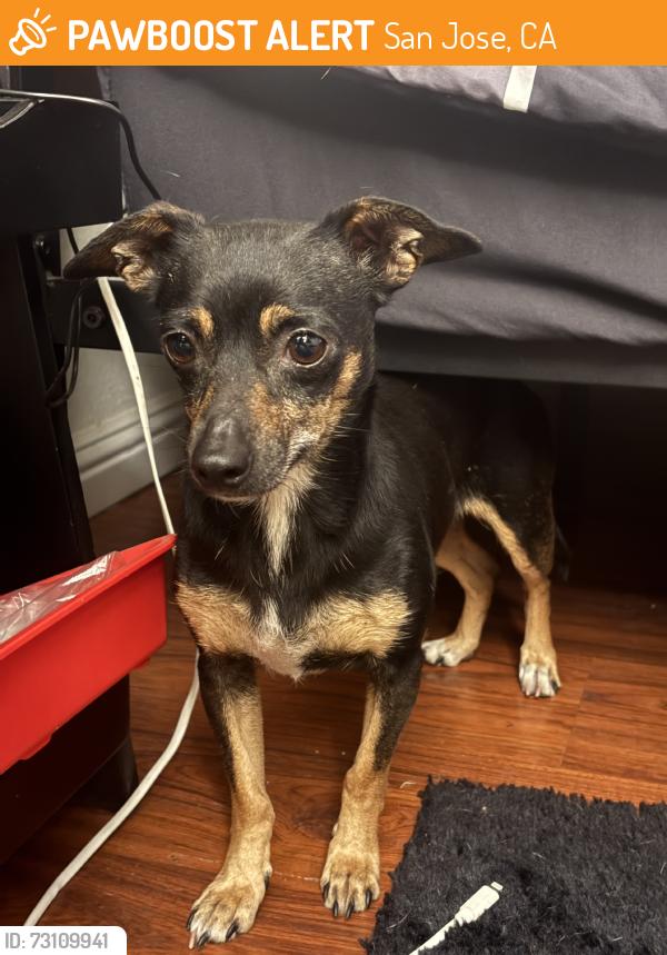 Found/Stray Female Dog last seen Claudia dr, San Jose, CA 95127