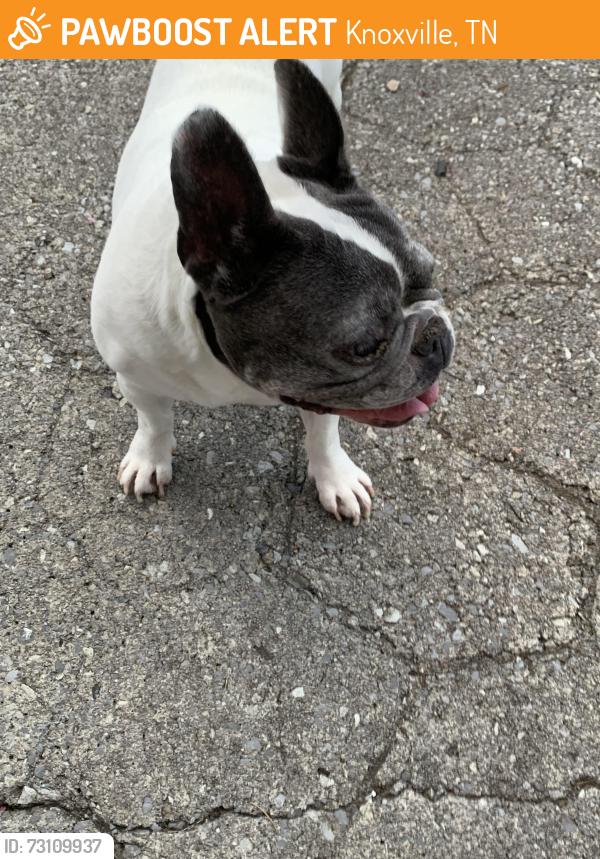 Found/Stray Female Dog last seen Gleason dr, Knoxville, TN 37923