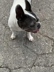 Found/Stray Female Dog last seen Gleason dr, Knoxville, TN 37923