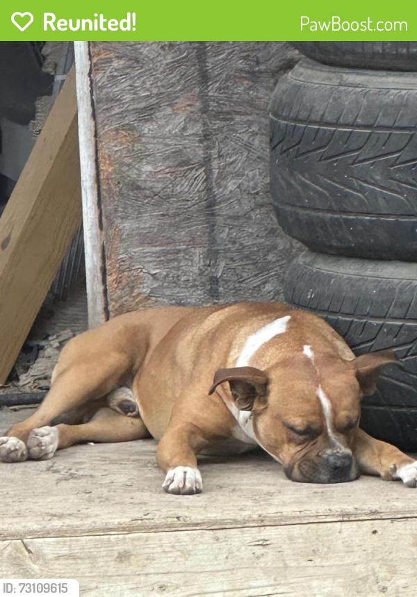 Reunited Male Dog last seen Copper Rim near fisher elementary, San Antonio, TX 78245