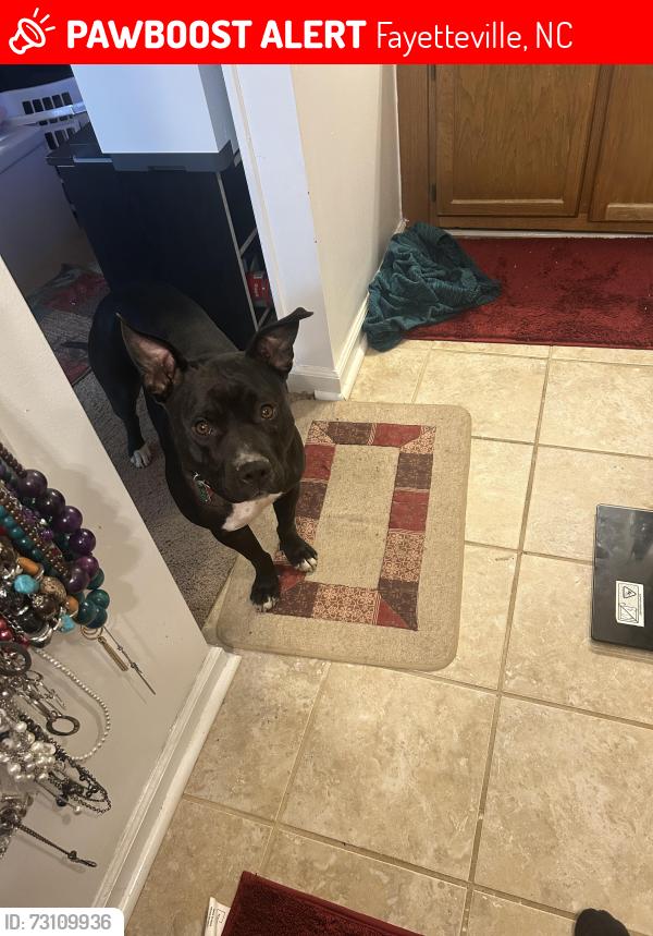 Lost Female Dog last seen Cliffdale rd, Fayetteville, NC 28314