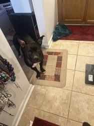 Lost Female Dog last seen Cliffdale rd, Fayetteville, NC 28314
