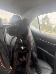 Lost Male Dog last seen W 38st, Indianapolis, IN 46208