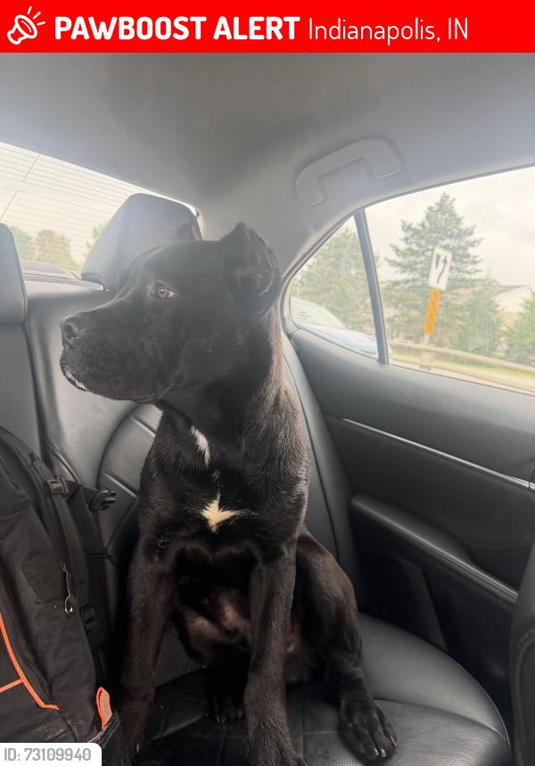 Lost Male Dog last seen W 38st, Indianapolis, IN 46208