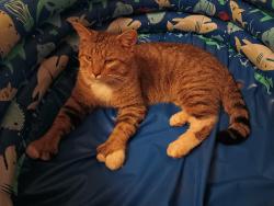 Lost Male Cat last seen Old County Road, Rt 220, Liberty, ME 04949