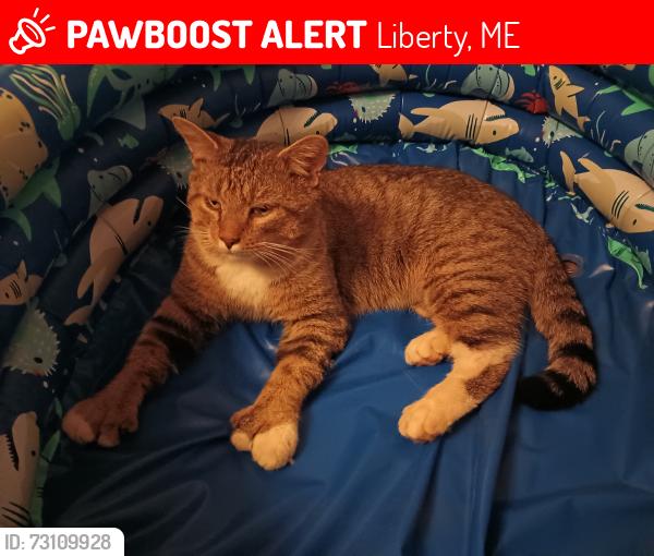 Lost Male Cat last seen Old County Road, Rt 220, Liberty, ME 04949