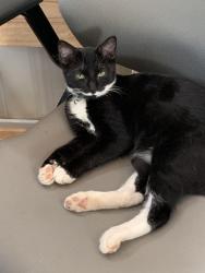 Lost Male Cat last seen Foxglove drive, Tucker, GA 30084