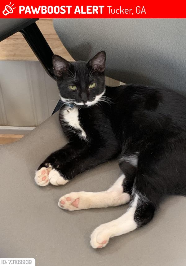 Lost Male Cat last seen Foxglove drive, Tucker, GA 30084