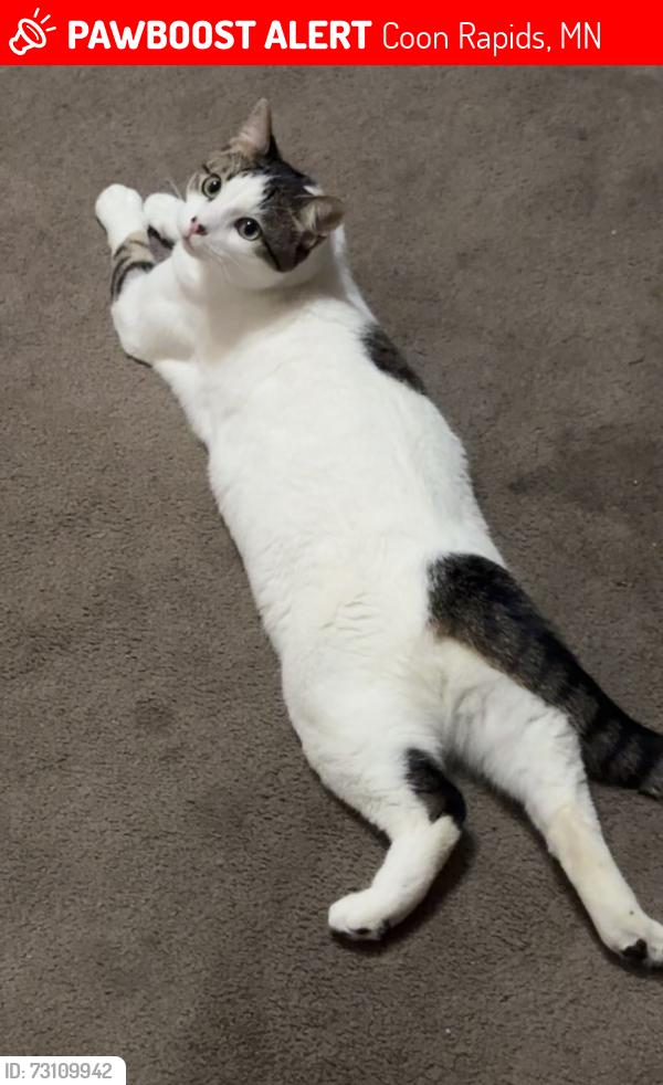 Lost Male Cat last seen VFW coon rapids nearest place, Coon Rapids, MN 55433
