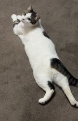 Lost Male Cat last seen VFW coon rapids nearest place, Coon Rapids, MN 55433