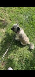 Lost Female Dog last seen Tilton, Wilmington, DE 19899
