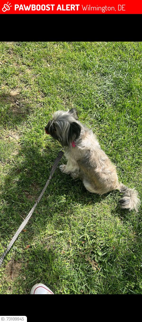 Lost Female Dog last seen Tilton, Wilmington, DE 19899