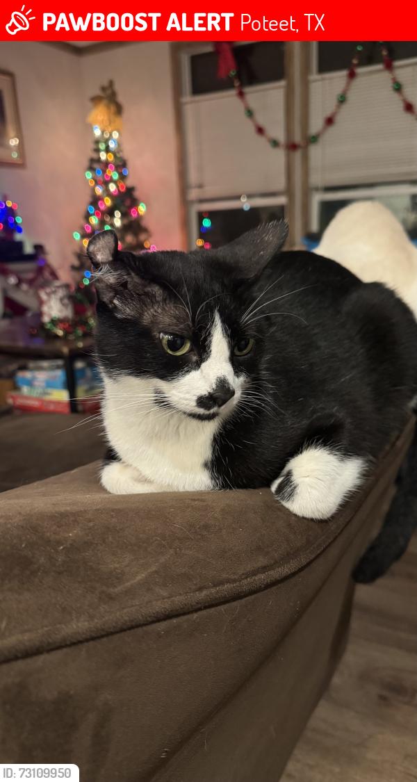 Lost Male Cat last seen Near Peach Tree Ave, Poteet, TX 78065