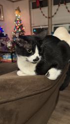 Lost Male Cat last seen Near Peach Tree Ave, Poteet, TX 78065