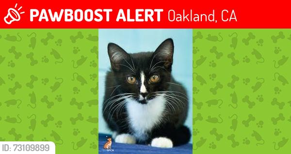 Lost Unknown Cat last seen E 17th st near 61st Oakland ca 94621, Oakland, CA 94601