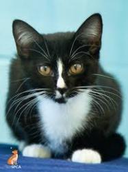 Lost Unknown Cat last seen E 17th st near 61st Oakland ca 94621, Oakland, CA 94601