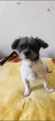 Reunited Male Dog last seen Vineland and Stagg, Los Angeles, CA 91352