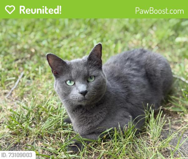 Reunited Female Cat last seen Elm street and Malpe, Terrell, TX 75160