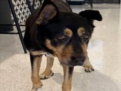 Shelter Stray Female Dog last seen , 14409 Vanowen St, Van Nuys, CA 91405, USA