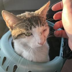 Shelter Stray Male Cat last seen Near, 2600 S Harding St, Indianapolis, IN 46221, USA