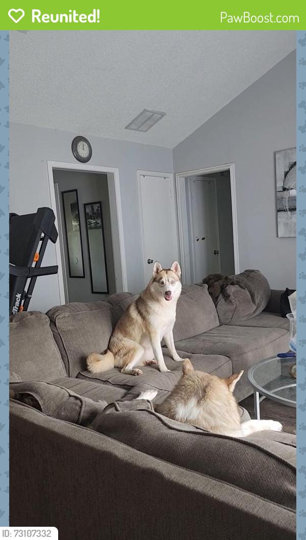 Reunited Female Dog last seen Inside willowgreen mobile home park, Houston, TX 77038