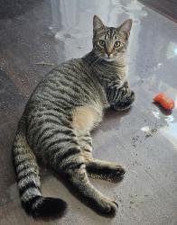 Reunited Male Cat last seen baytown court and Gilhead road, Huntersville, NC 28078