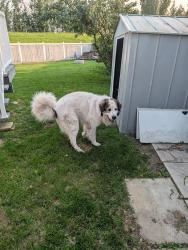 Reunited Male Dog last seen 118a twin brooks, Edmonton, AB T6J