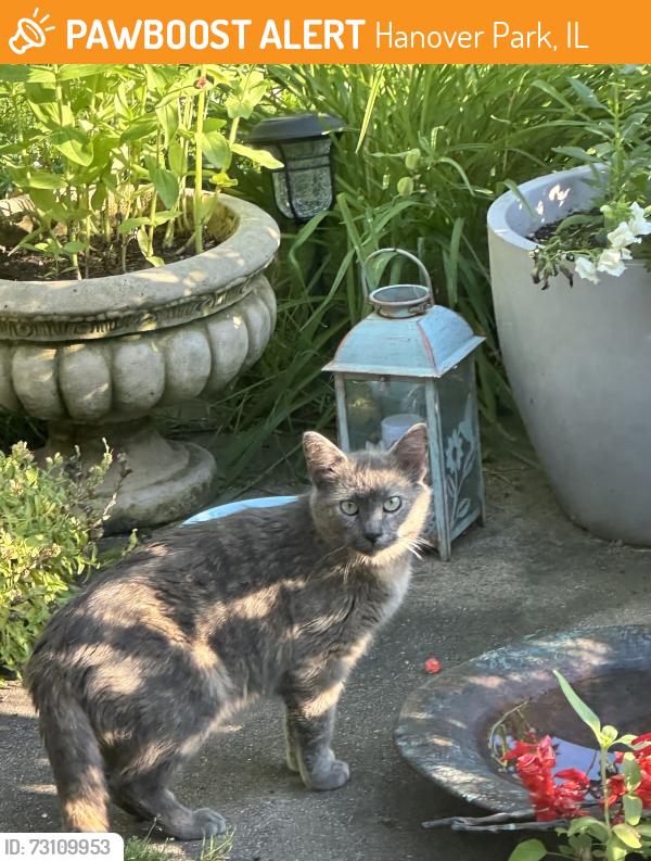 Found/Stray Unknown Cat last seen Monroe Ln/ Celebrity, Hanover Park, IL 60133