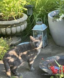 Found/Stray Unknown Cat last seen Monroe Ln/ Celebrity, Hanover Park, IL 60133