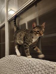 Found/Stray Male Cat last seen Bertsvill & Illinois Street, Lady Lake, FL 32159