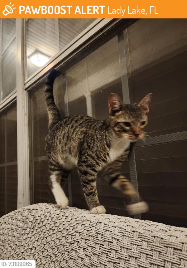 Found/Stray Male Cat last seen Bertsvill & Illinois Street, Lady Lake, FL 32159