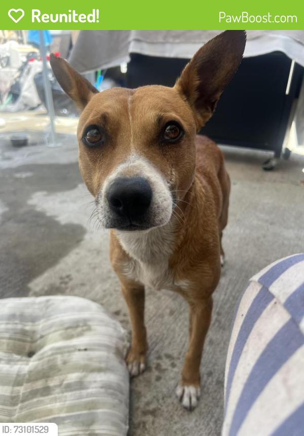 Reunited Male Dog last seen Alondra and Lakewood, Bellflower, CA 90706