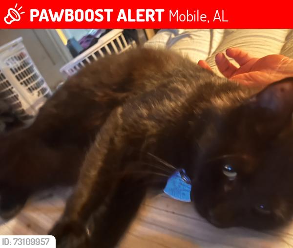 Lost Male Cat last seen Country Club Village, Mobile, AL 36608