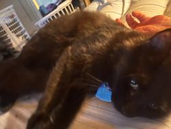 Lost Male Cat last seen Country Club Village, Mobile, AL 36608