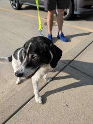 Reunited Male Dog last seen Timber trail, Miami Township, OH 45140
