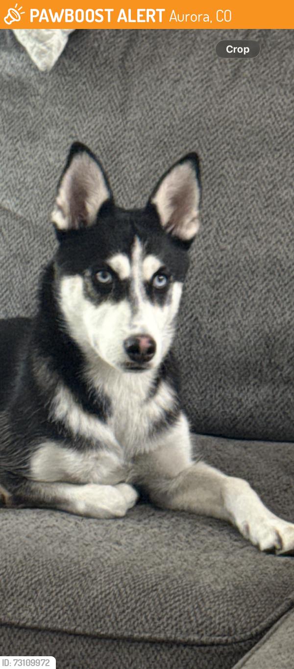 Found/Stray Female Dog last seen Illif & Peoria, Aurora, CO 80014