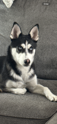 Found/Stray Female Dog last seen Illif & Peoria, Aurora, CO 80014