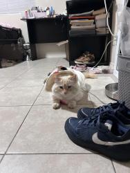 Lost Male Cat last seen On Las Piedras Dr between Del Norte Dr and La Cubre Dr, Victorville, CA 92395