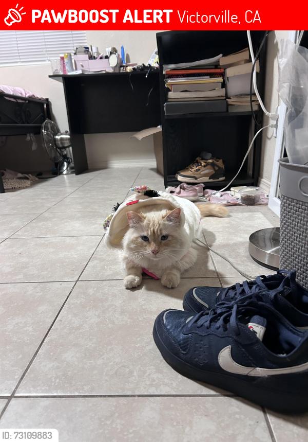Lost Male Cat last seen On Las Piedras Dr between Del Norte Dr and La Cubre Dr, Victorville, CA 92395