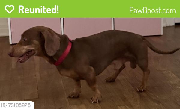 Reunited Male Dog last seen Kent St, Taylor, TX 76574, USA, Taylor, TX 76574