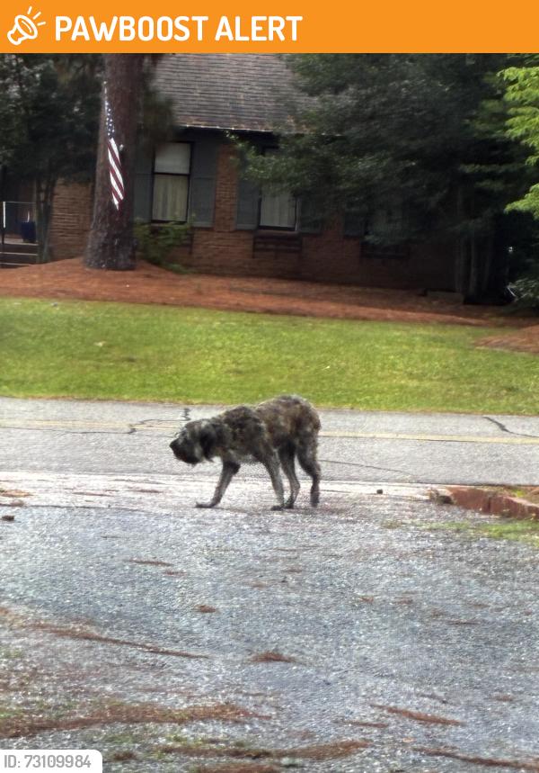 Found/Stray Unknown Dog last seen Oakview Drive, Whispering Pines, NC 28327