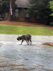 Found/Stray Unknown Dog last seen Oakview Drive, Whispering Pines, NC 28327