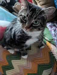 Lost Female Cat last seen Main St. Acishnet, Acushnet, MA 02743