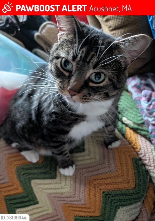 Lost Female Cat last seen Main St. Acishnet, Acushnet, MA 02743